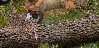 Best Storm Damage Tree Cleanup  in Intercourse, PA