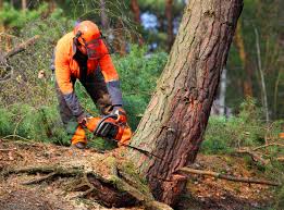 Best Tree Maintenance Programs  in Intercourse, PA